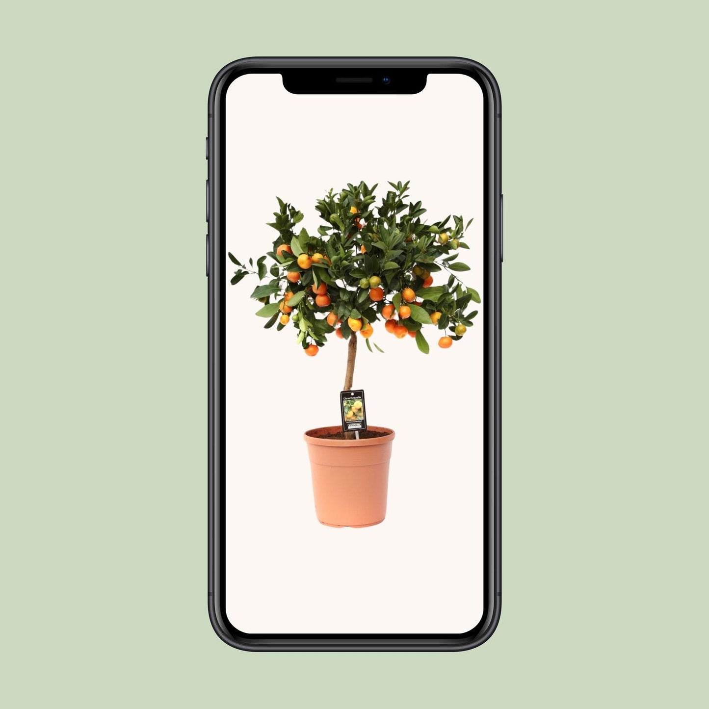 Citrusplant – 80 cm hoog – Ø22 cm – Vruchtdragende en decoratieve kuipplant