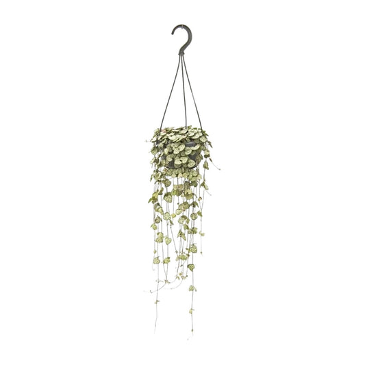 Ceropegia woodii – Romantische Hangplant met Hartvormige Bladeren