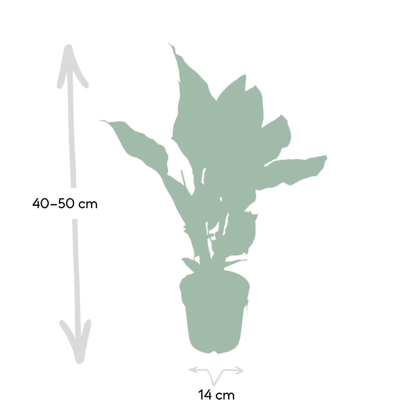 Calathea Ornata – Elegante Strepenplant met Roze Nerven
