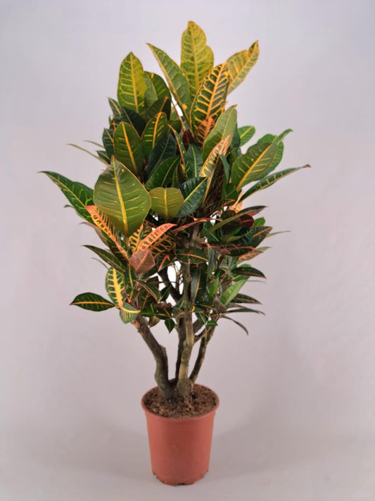 Croton Petra Vertakt | Kleurrijke Kamerplant | Vertakte Groeivorm | Tropisch & Luchtzuiverend
