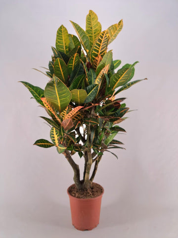 Croton Petra Vertakt | Kleurrijke Kamerplant | Vertakte Groeivorm | Tropisch & Luchtzuiverend