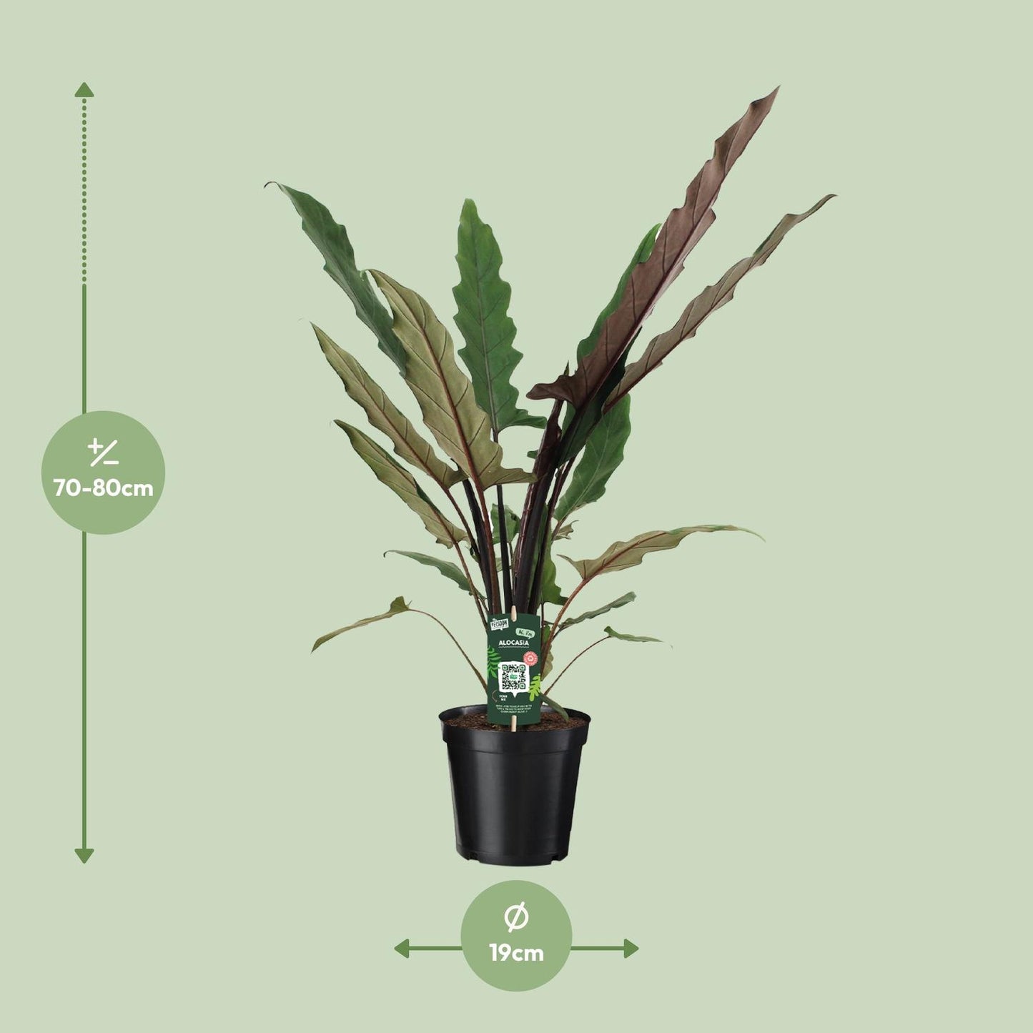 Alocasia lauterbachiana – Golvende Bladkunst met Paarsgroene Klasse