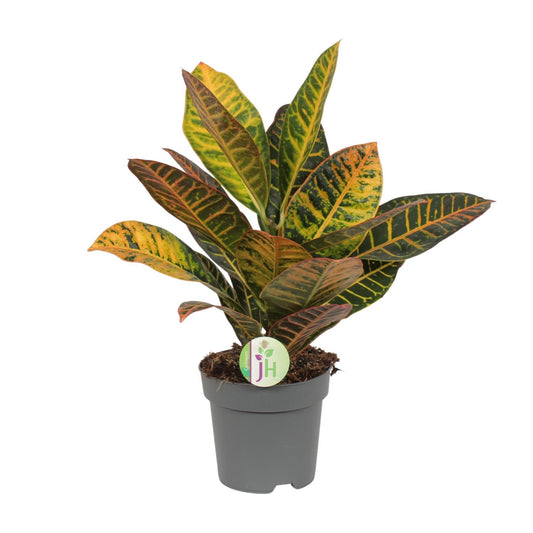 Codiaeum Petra – Kleurexplosie met Tropisch Karakter
