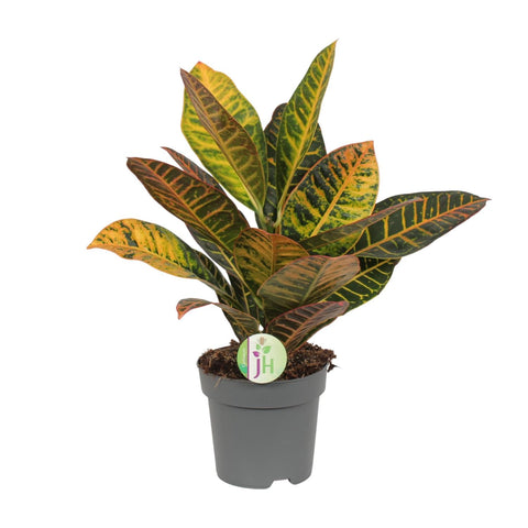 Codiaeum Petra – Kleurexplosie met Tropisch Karakter