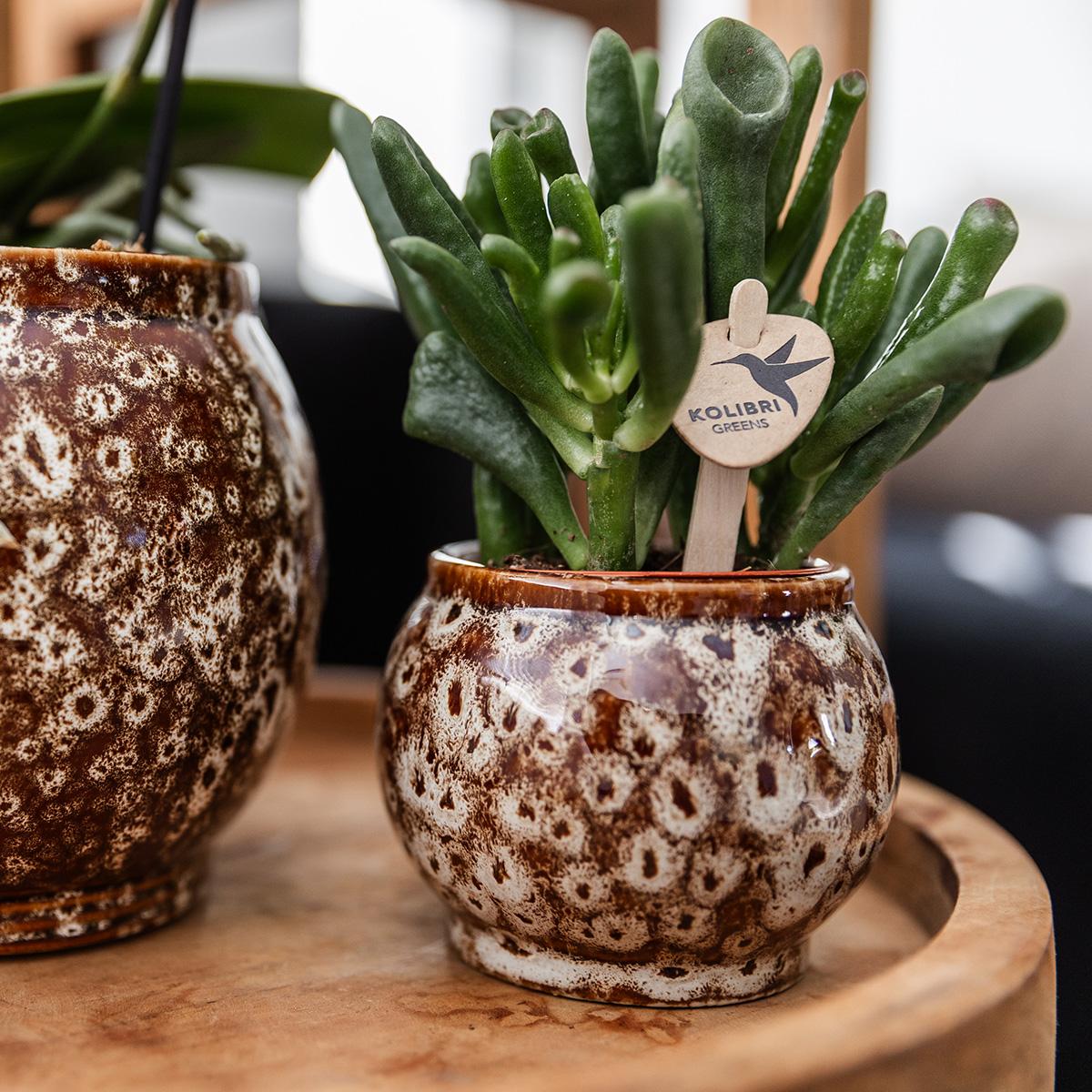Untamed Nature Giftset – Botanisch Cadeaupakket met Orchidee en Kamerplanten