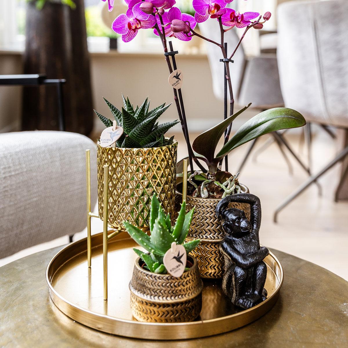 Hotel Chic Orchidee & Succulenten Set – Compleet met Sierpotten & Decoratie