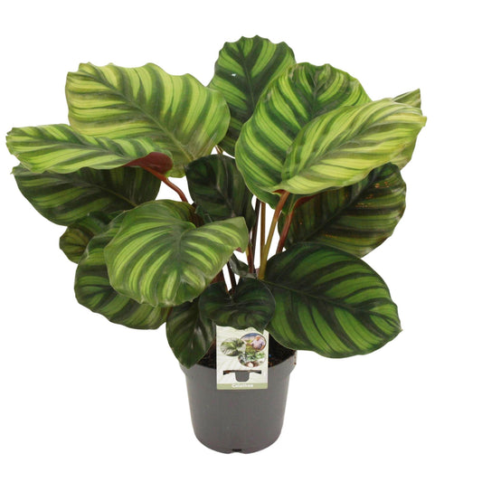 Calathea Fasciata – Tropische Blikvanger met Ronde Bontbladige Bladeren