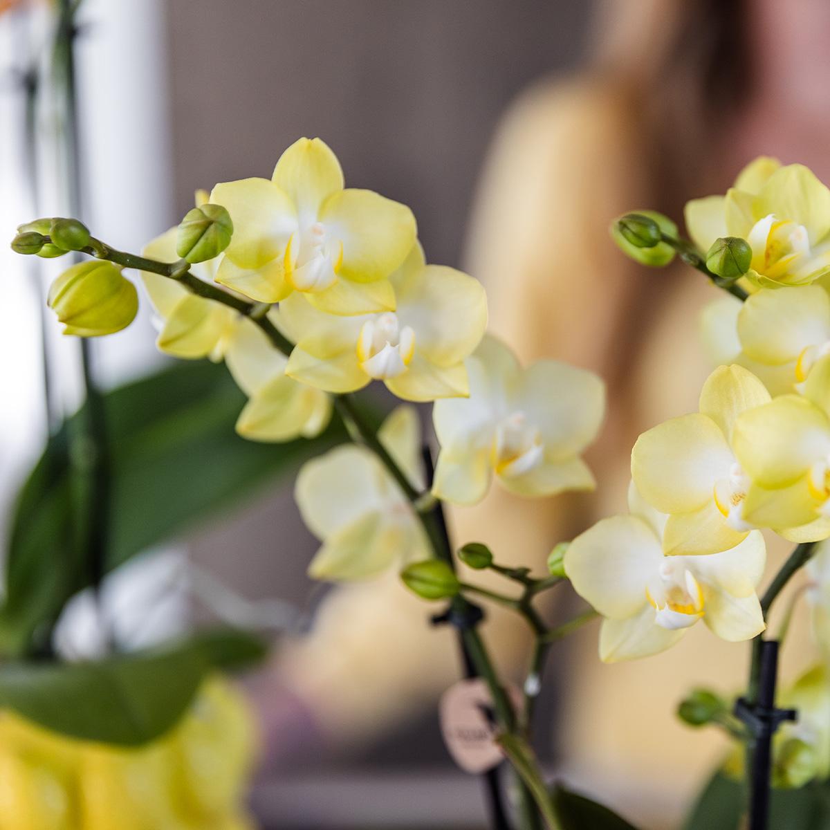 Gele Phalaenopsis Orchidee in Citrus Pot – Zomerse Eyecatcher met 2-3 Bloemtakken
