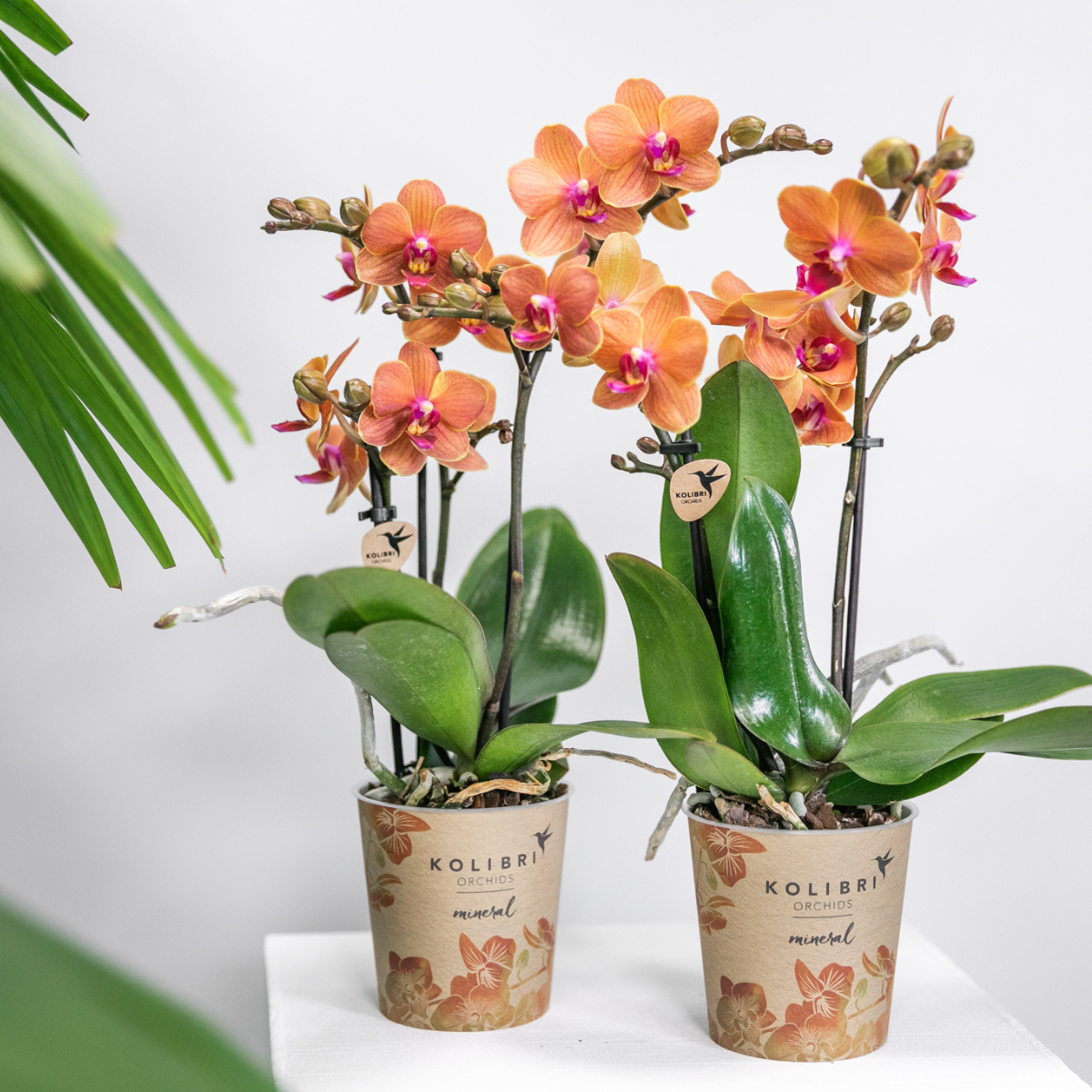 Combinatie van 2 Oranje Phalaenopsis Orchideeën – Energie en Warmte in Één Set