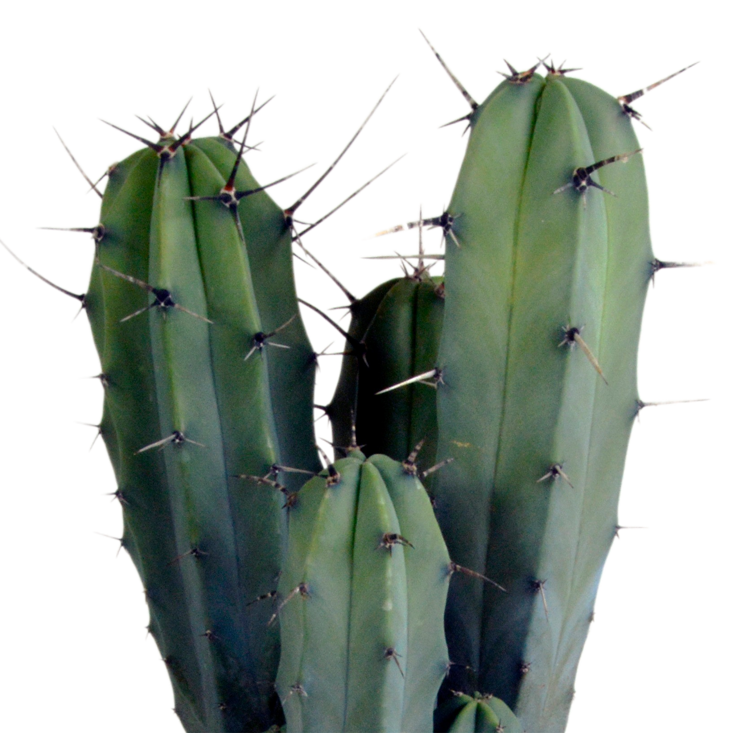 Myrtillocactus Geometrizans – Unieke Blauwe Cactus met Sculpturale Vorm
