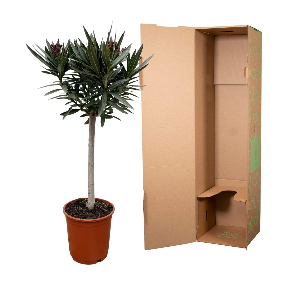 Nerium Oleander op stam met witte bloem