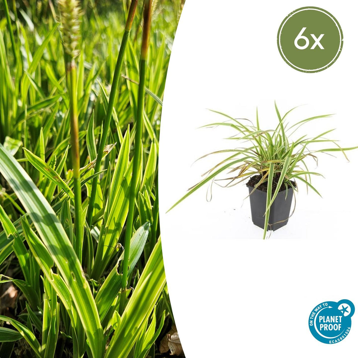 6x Carex morrowii 'Aureovariegata'- ↕10-25cm - Ø9cm