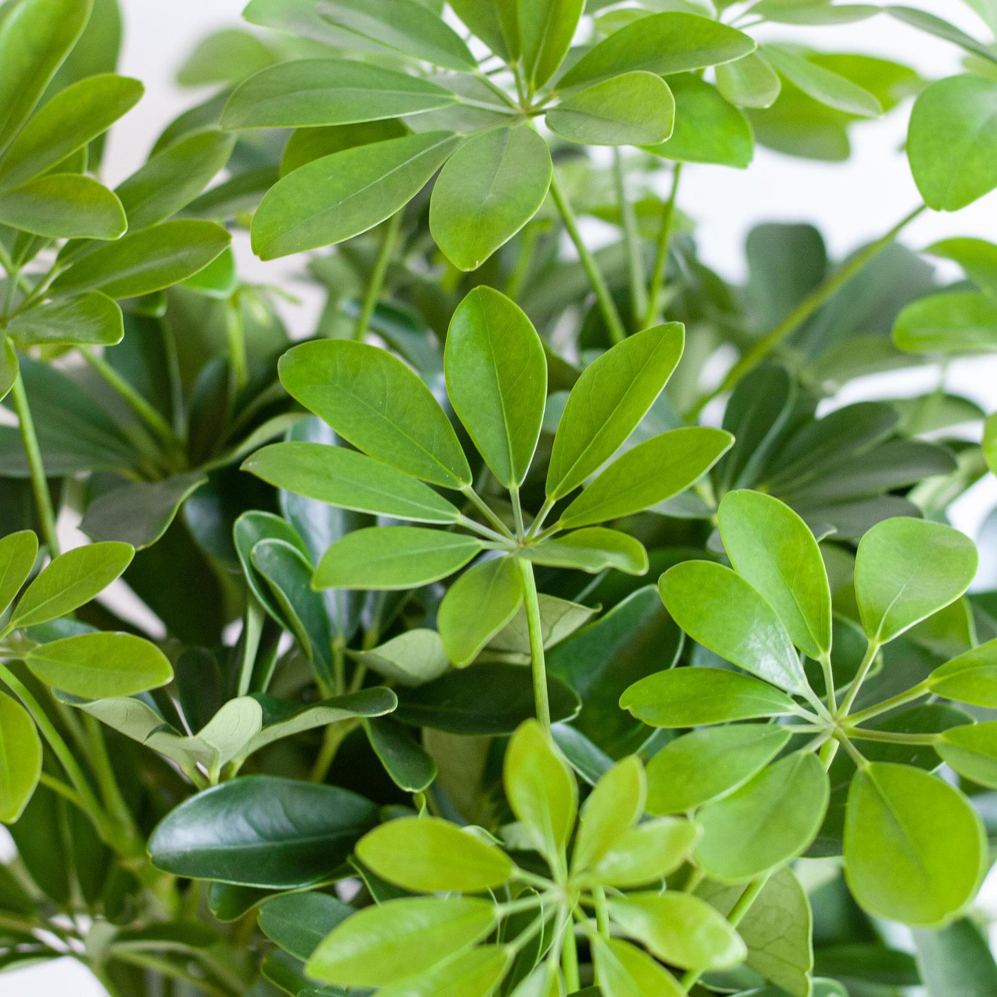 Schefflera Arboricola Nora met sierpot – De handvormige blikvanger