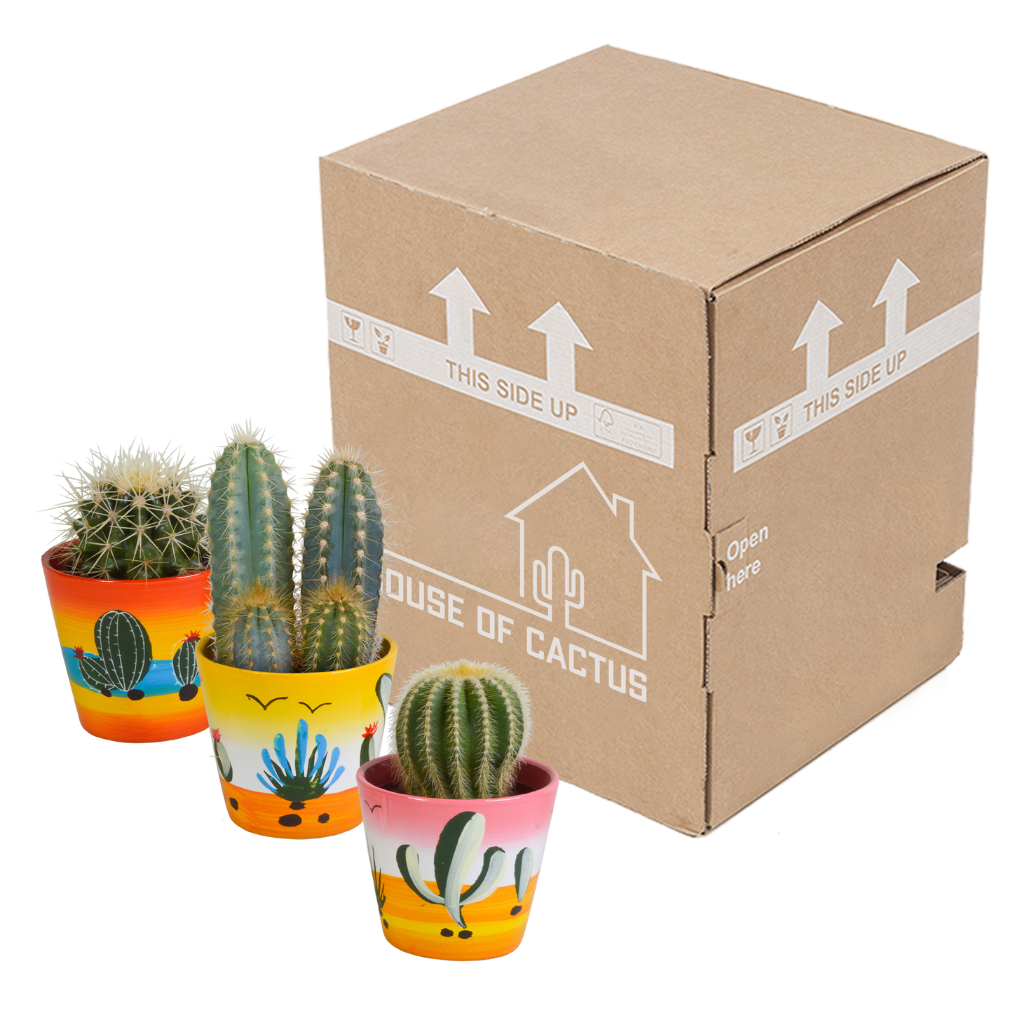 Cactussen Mix (3 stuks) – In Handgeschilderde Mexicaanse Pot