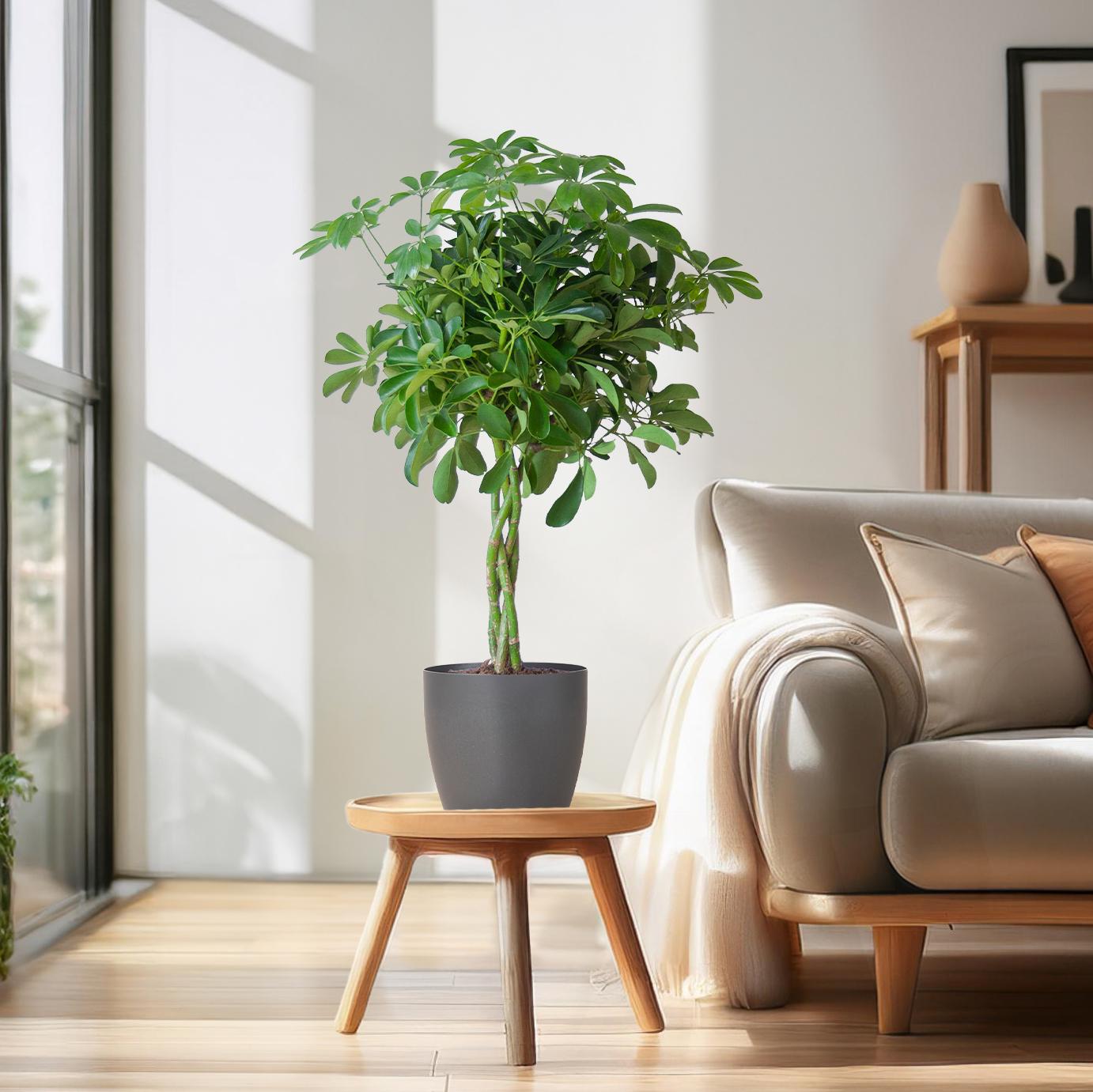 Schefflera Arboricola Nora met sierpot – De handvormige blikvanger