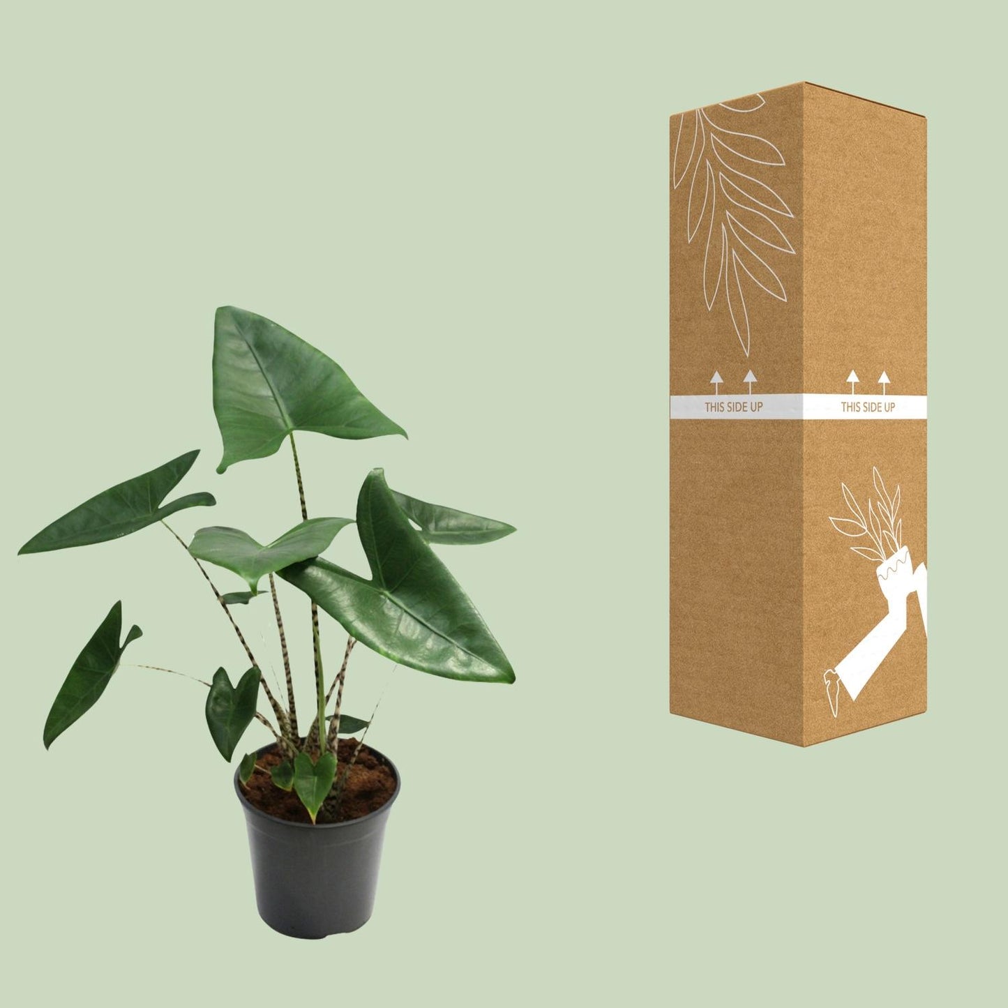 Alocasia Zebrina – Exotische Eyecatcher met Zebra-Stelen