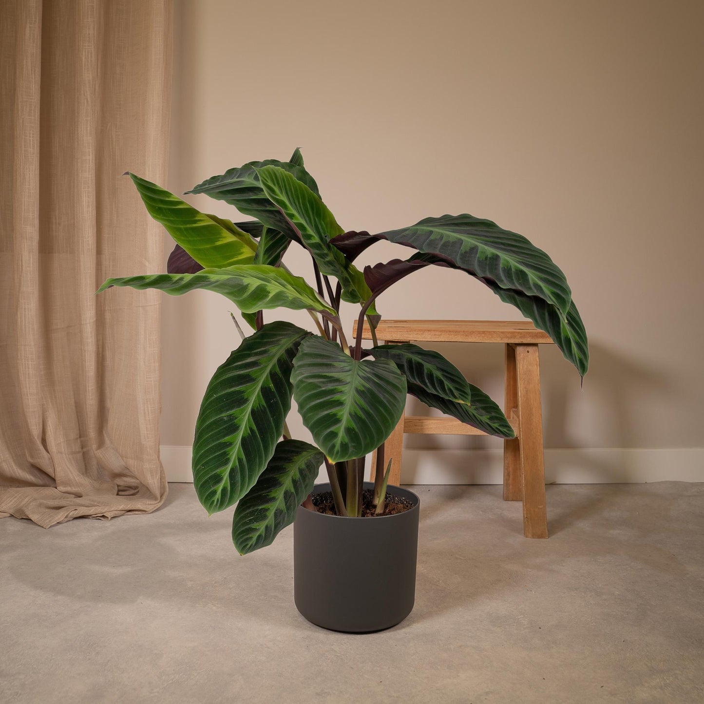 Calathea Warscewiczii – Fluweelzachte Jungleplant met Diepgroene Tekeningen