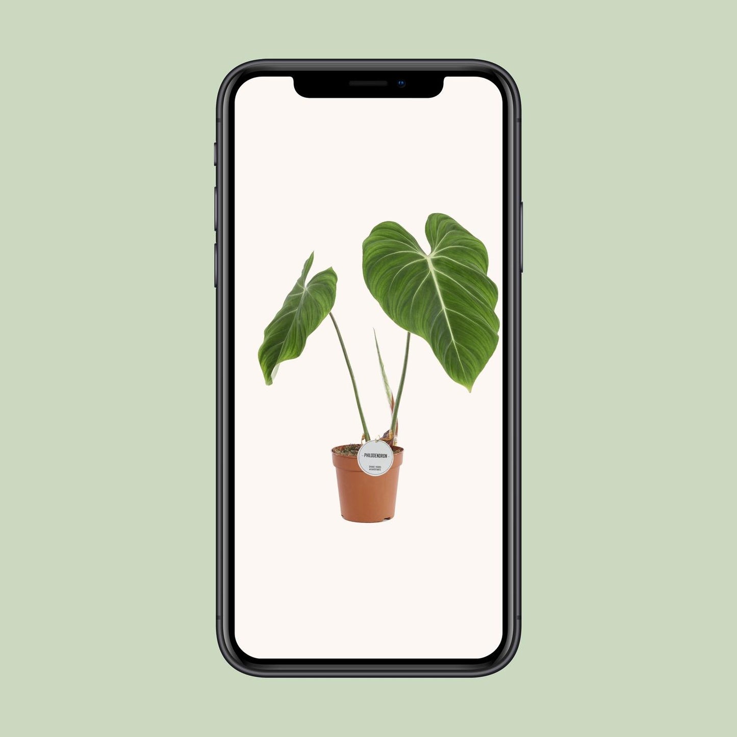 Philodendron Gloriosum – Fluweelzachte Bladplant met Witte Nervatuur