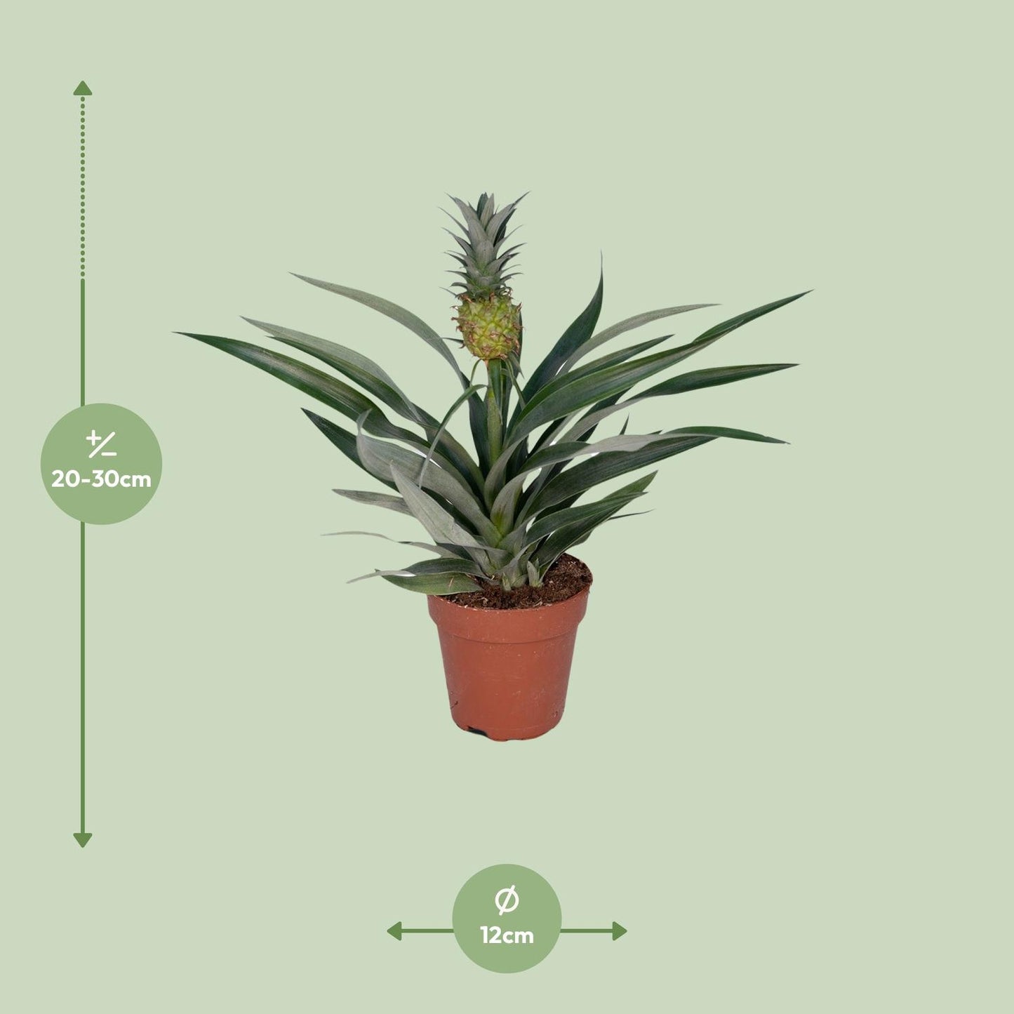 Bromelia Ananas – Exotische Eyecatcher met Echte Mini-Ananas
