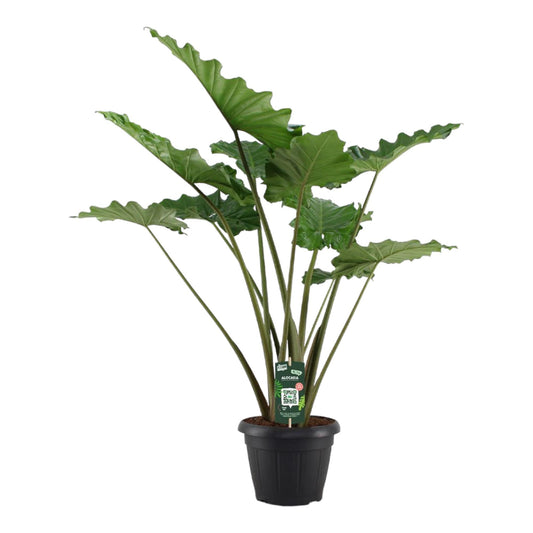 Alocasia Portodora – Tropische Reus met Golvend Blad