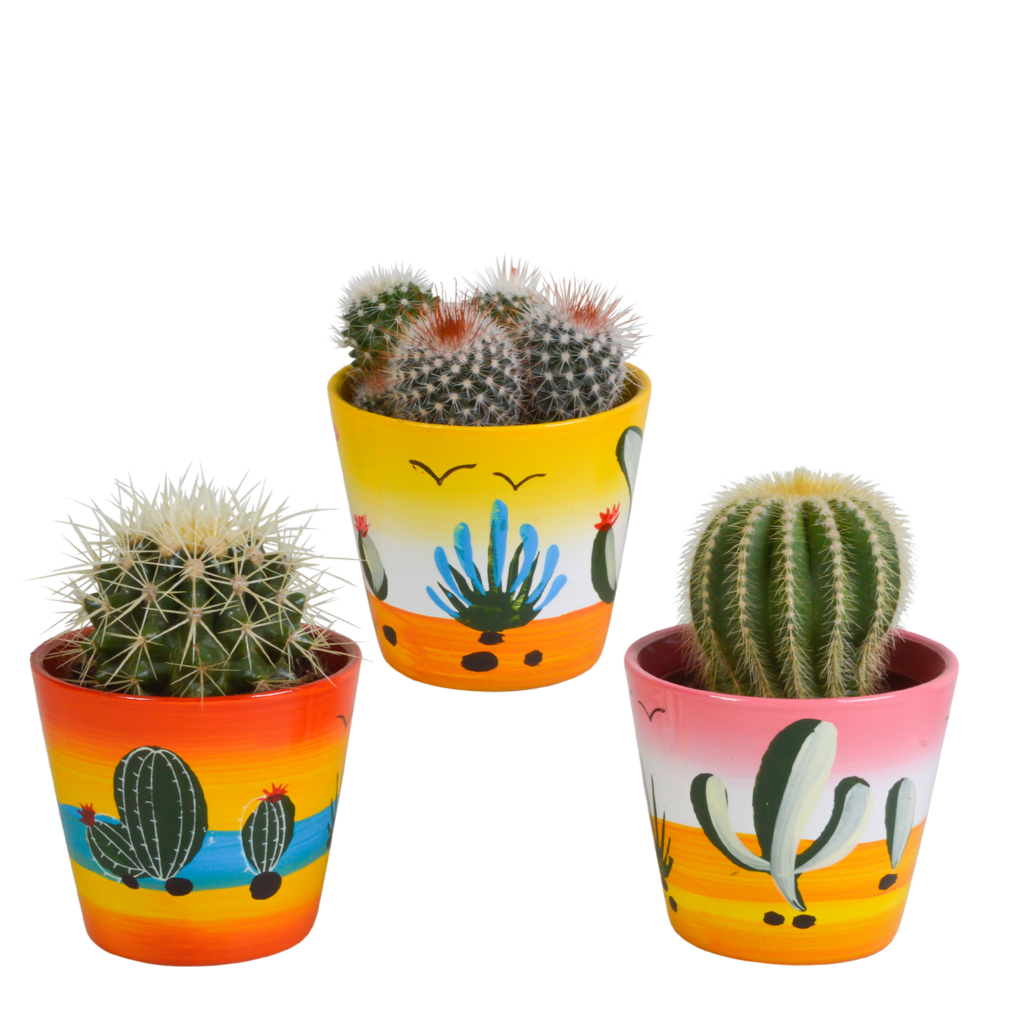 Bolcactussen Mix (3 stuks) – In Handgeschilderde Mexicaanse Pot