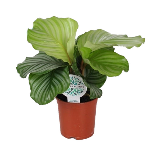 Calathea Orbifolia – Grootbladige Blikvanger met Zilvergroene Strepen