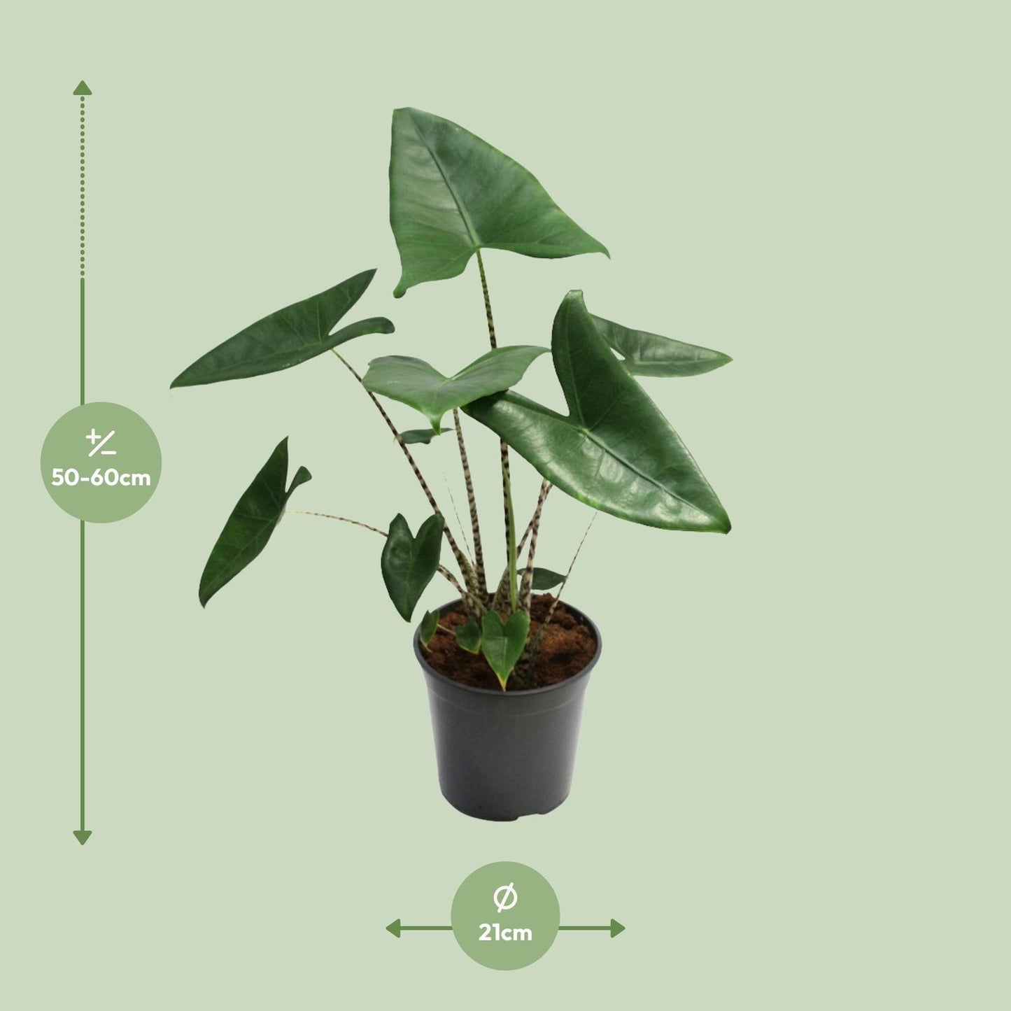 Alocasia Zebrina – Exotische Eyecatcher met Zebra-Stelen