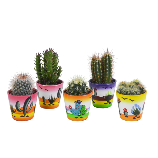 Cactussen Mix (5 stuks) – In Handgeschilderde Mexicaanse Pot