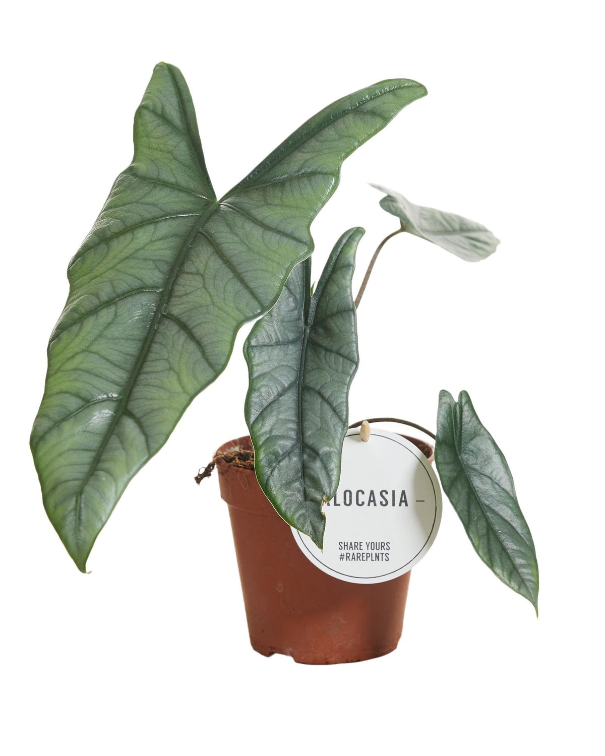 Alocasia Heterophylla