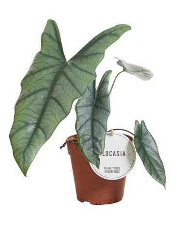 Alocasia Heterophylla