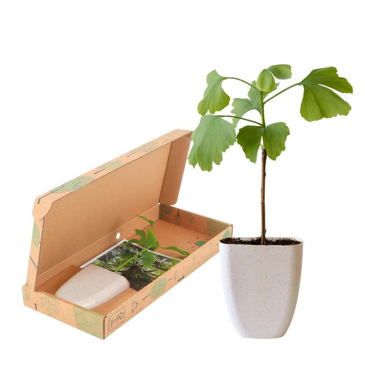 Ginkgo Biloba – Brievenbusboom met geschiedenis (15 cm)