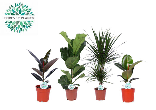 Kamerplanten Groen Mix Lopez – 4 stuks