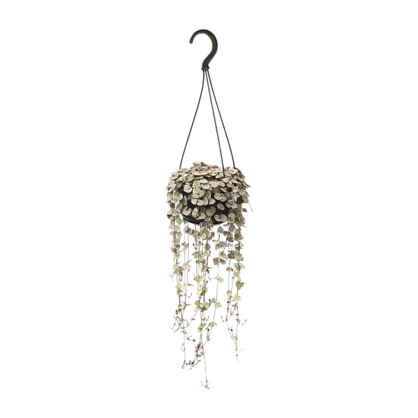 Ceropegia Woodii Variegata – Bonte String of Hearts met Roze Tinten