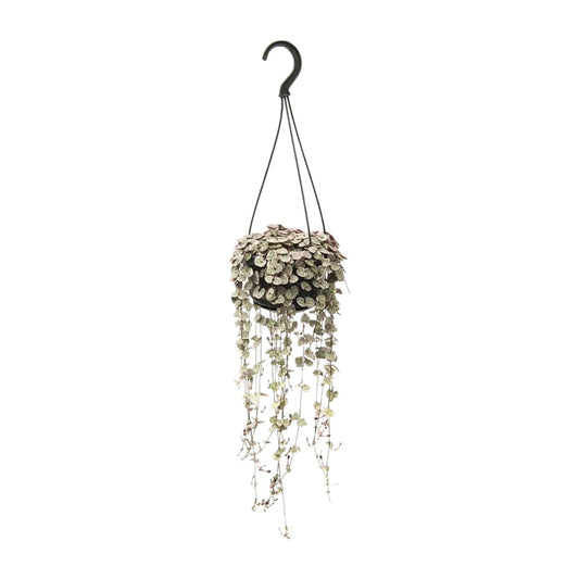 Ceropegia Woodii Variegata – Bonte String of Hearts met Roze Tinten