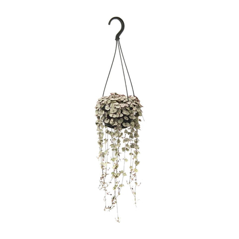 Ceropegia Woodii Variegata – Bonte String of Hearts met Roze Tinten