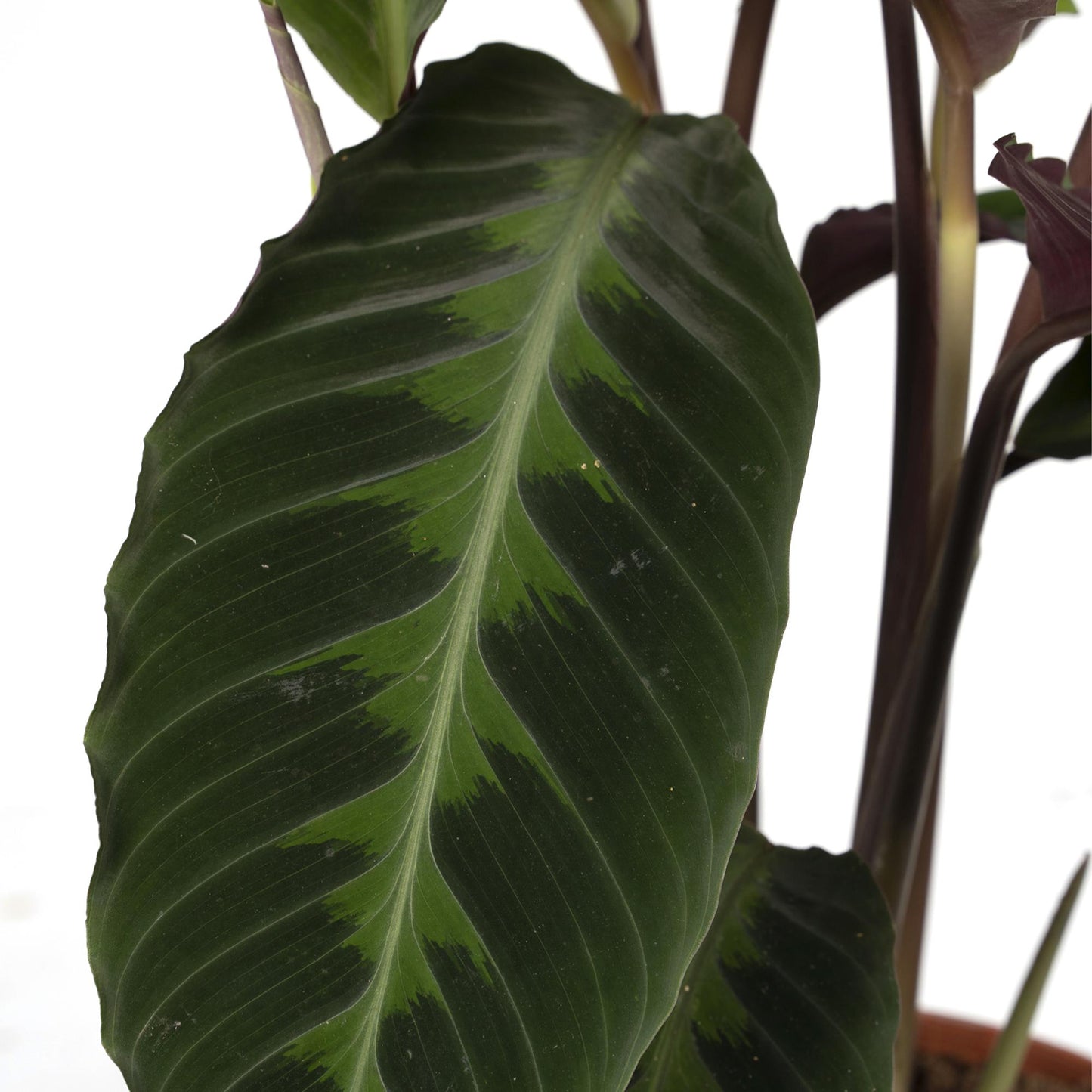 Calathea Warscewiczii – Fluweelzachte Jungleplant met Diepgroene Tekeningen