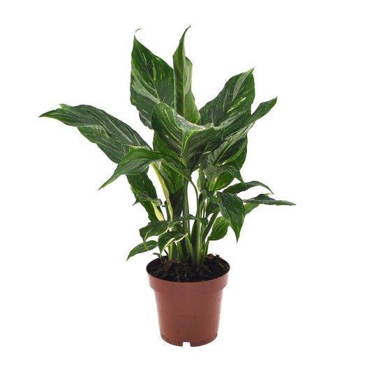 Spathiphyllum 'Diamond' – Bonte Lepelplant | Luchtzuiverende Kamerplant