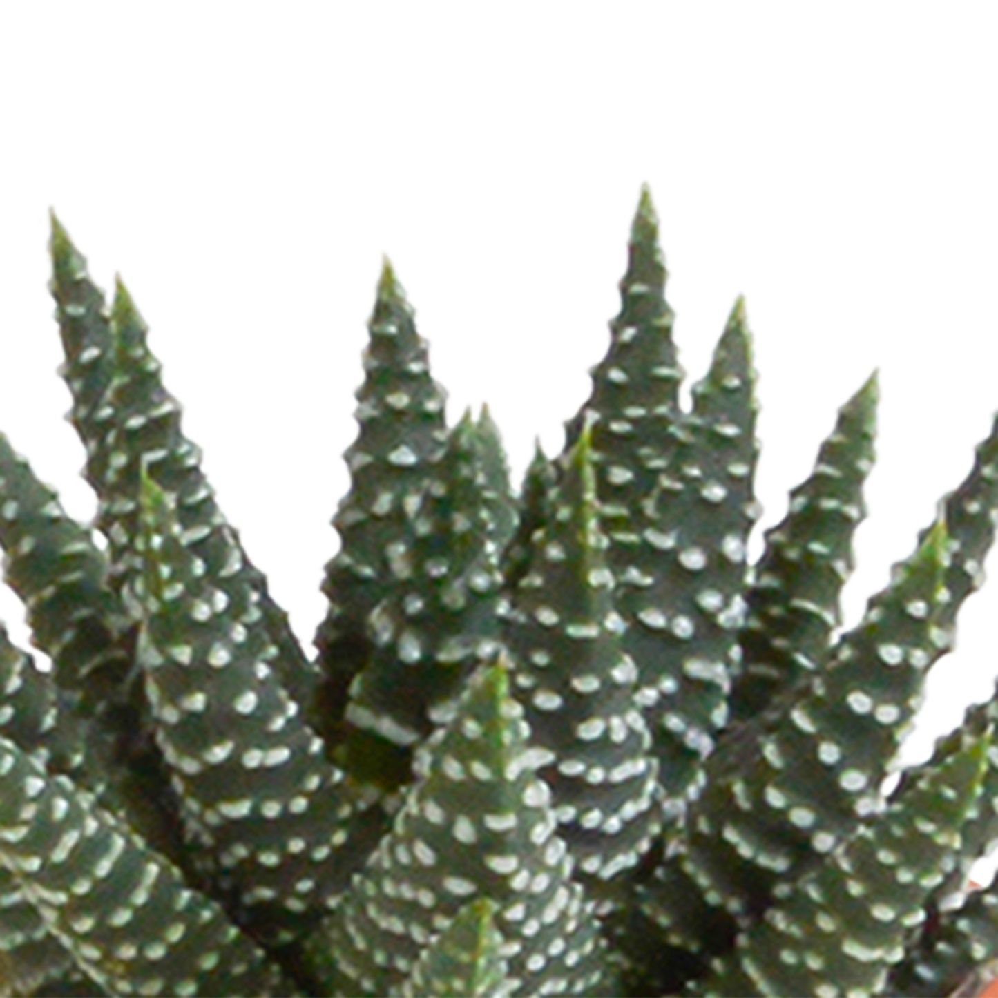 🌵 MEGA Cactus & Vetplanten Mix – 15 stuks in handgeschilderde Mexicaanse pot