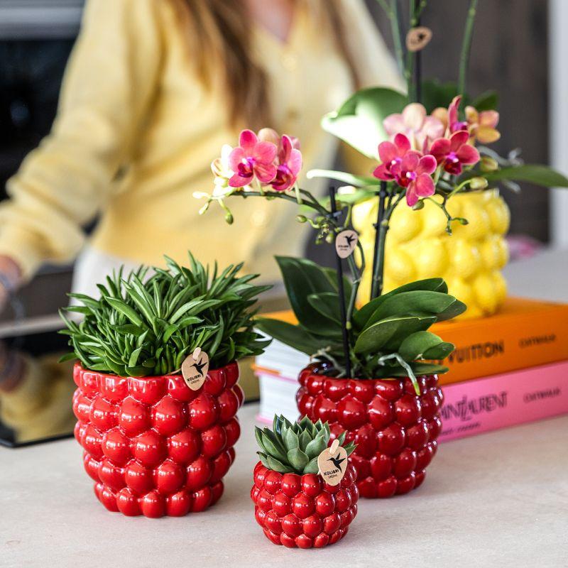 Luxe Plantenset – Rode Phalaenopsis Orchidee ‘Congo’ & Succulenten – Inclusief Keramieken Berry Sierpotten