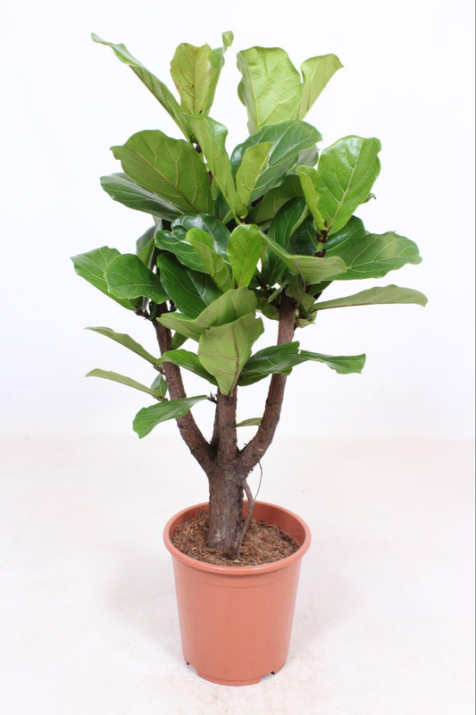 Ficus Lyrata Vertakt – Luxe Vioolbladplant met Meerdere Stammen