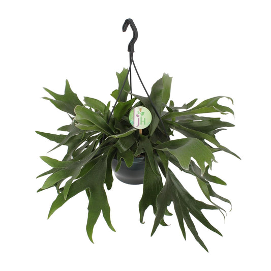 Platycerium bifurcatum – Sculpturale Hertshoornvaren voor aan de Muur of in de Pot
