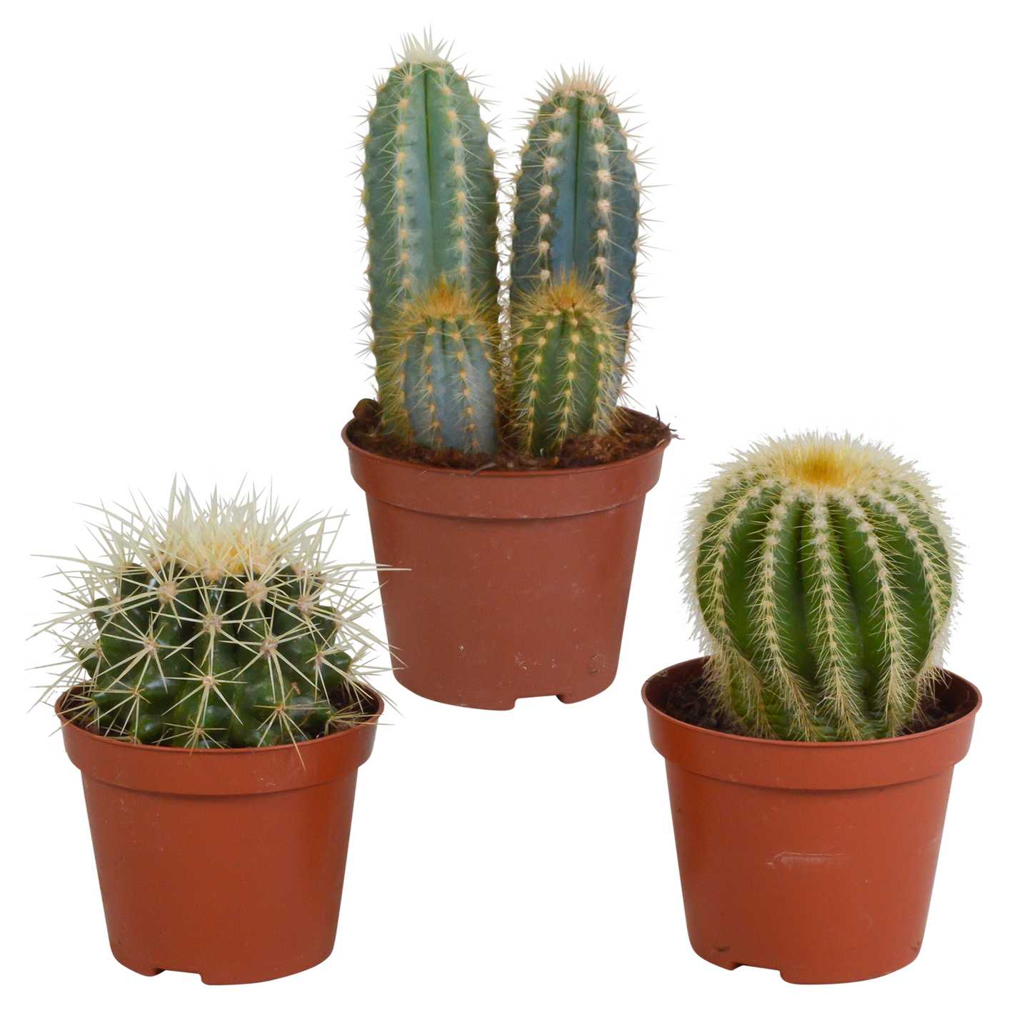 Cactussen Mix (3 stuks) – Klassieke Cactusset van Topkwaliteit
