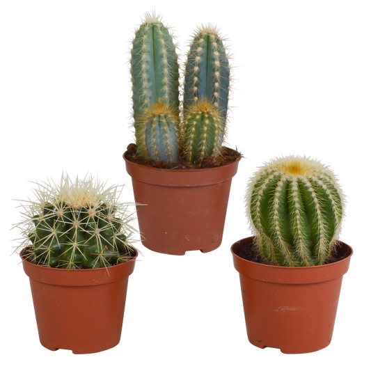Cactussen Mix (3 stuks) – Klassieke Cactusset van Topkwaliteit