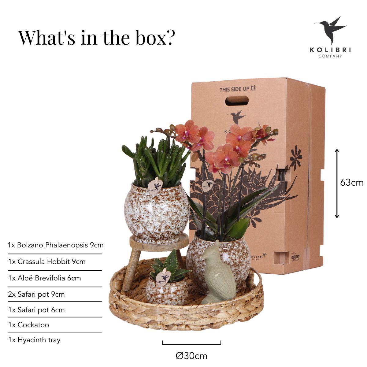Untamed Nature Giftset – Botanisch Cadeaupakket met Orchidee en Kamerplanten