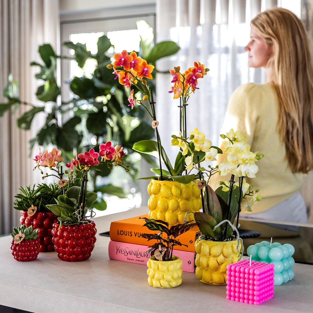 Gele Phalaenopsis Orchidee in Citrus Pot – Zomerse Eyecatcher met 2-3 Bloemtakken