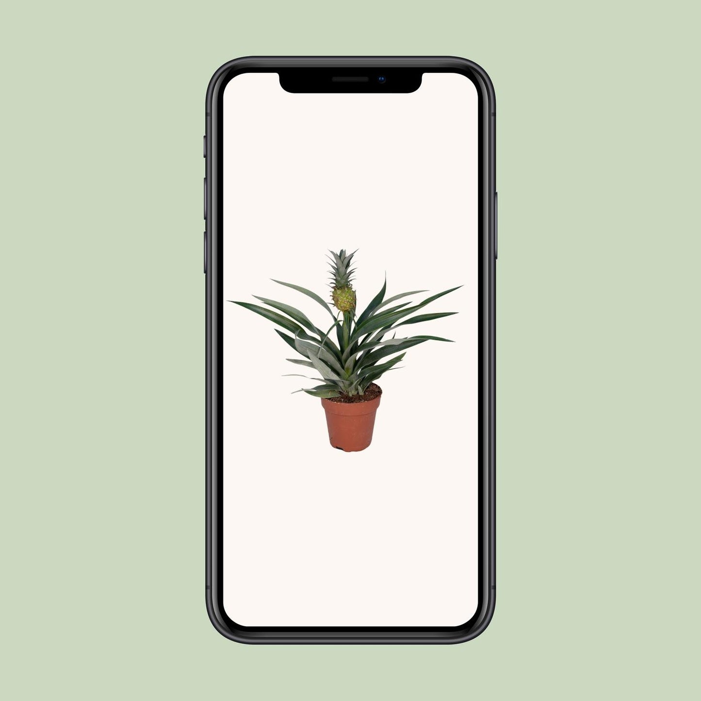 Bromelia Ananas – Exotische Eyecatcher met Echte Mini-Ananas