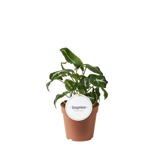 Syngonium Wendlandii – Elegante Bladplant met Fluweelachtige Glans