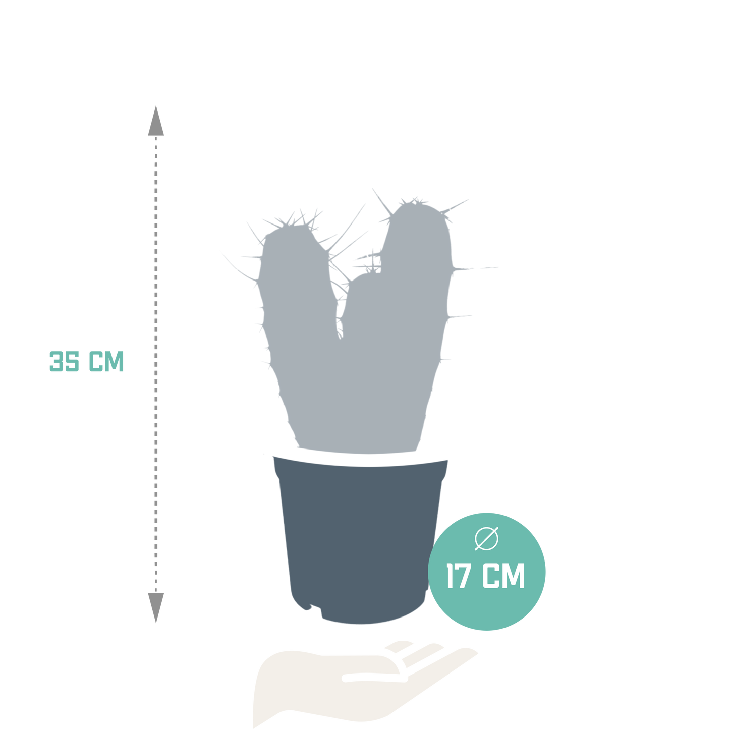 Myrtillocactus Geometrizans – Unieke Blauwe Cactus met Sculpturale Vorm