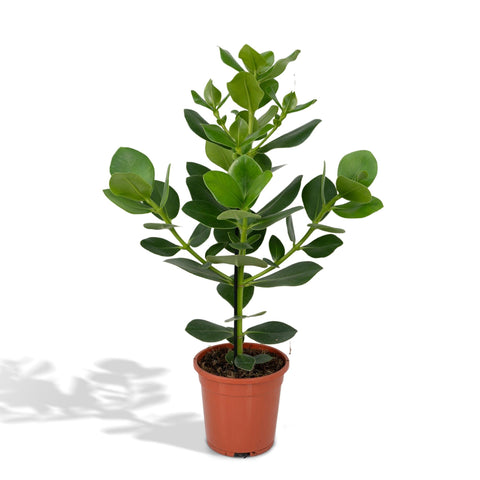 Clusia rosea ‘Princess’ – Stoere Kamerplant met Glanzend Groen Blad