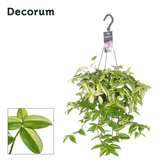 Tradescantia ‘Yellow Hill’ – Zonovergoten Blikvanger met Gele en Groene Bladeren